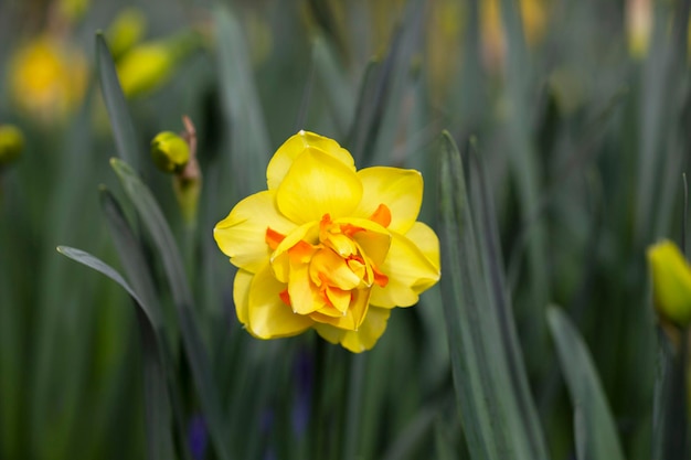 Le double narcisse jaune de Tahiti fleurit dans le jardin