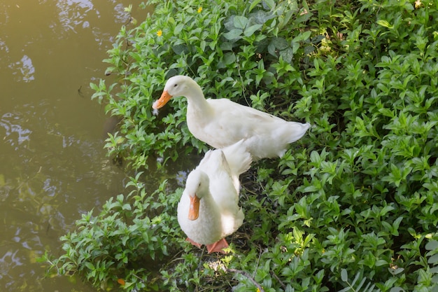 Double oies au bord du lac d&#39;eau