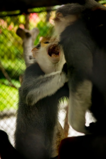 Douc Langur au jarret rouge dans le zoo.