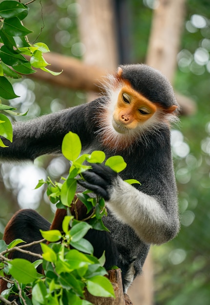 Photo douc langur à queue rouge