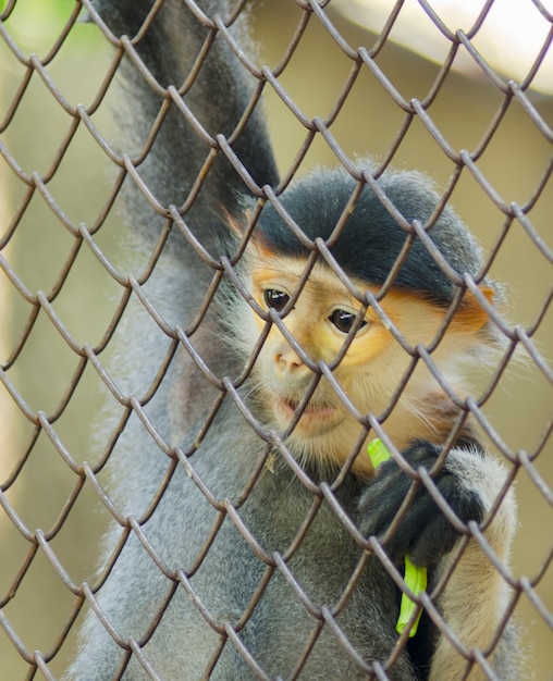 Douc à queue rouge (Pygathrix nemaeus) dans la cage, Les cinq couleurs de Douc Langur, singe à feuilles sombres