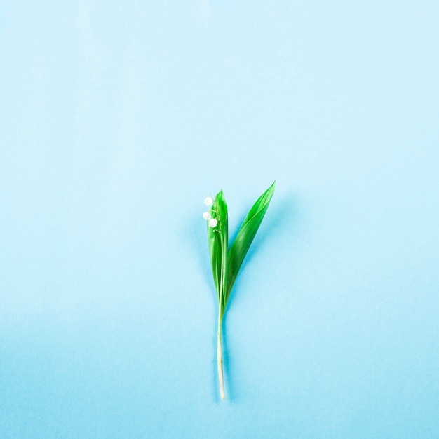 Une douce fleur de muguet sur fond bleu