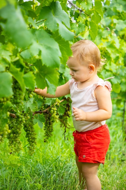 Douce petite fille cueillant des raisins mûrs frais dans une belle vigne d'été ensoleillée à prague cze...