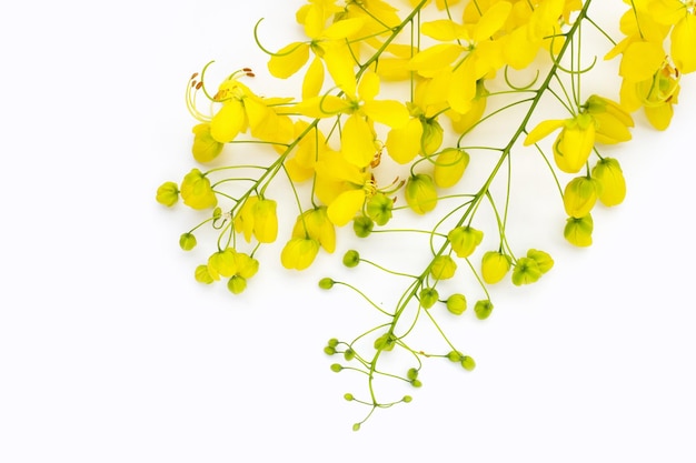 Douche dorée ou fleur de fistule cassia sur fond blanc