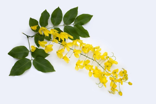 Douche dorée ou fleur de fistule cassia sur fond blanc