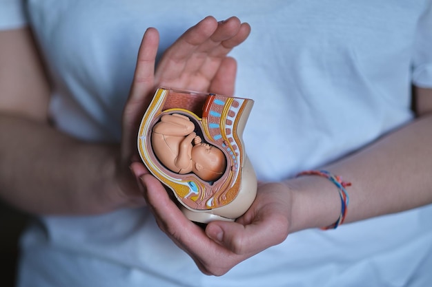 Une doula dévouée soutient soigneusement un modèle d'embryon dans l'utérus, soulignant son rôle inestimable.