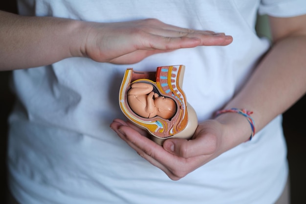 Photo une doula qualifiée berce un modèle en plastique d'un embryon symbolisant son expertise en matière de soutien