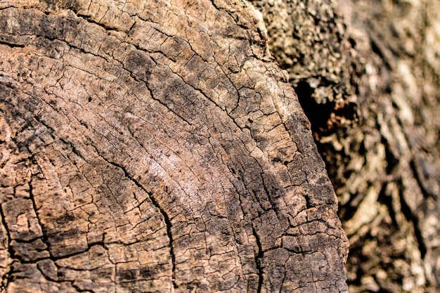 Douleur de l&#39;arbre