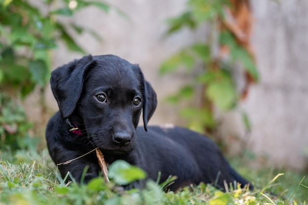 Doux chien labrador noir jouant avec un bâton