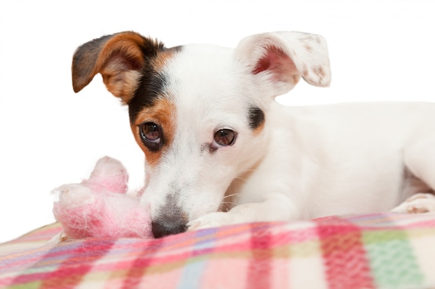 Doux Jack Russell sur le lit