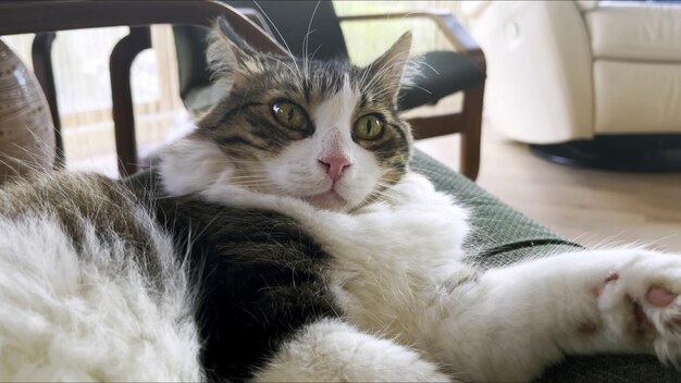 doux, mammifère, animal, animal compagnie, chat mignon, photo