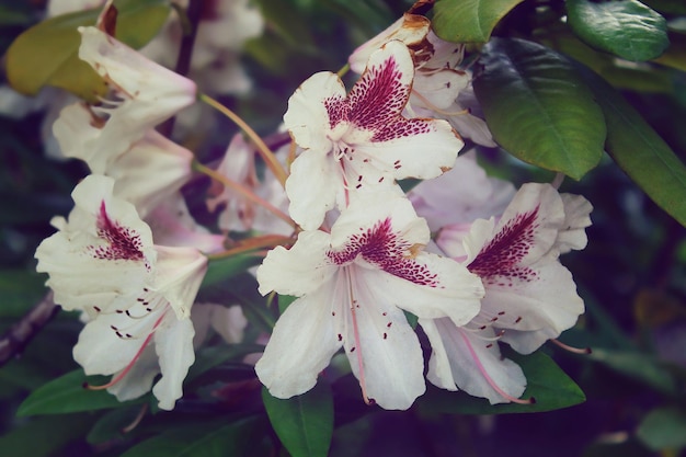 Doux rhododendron