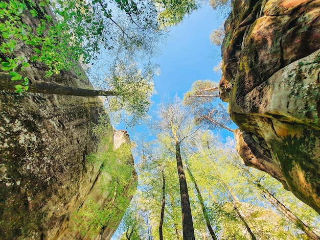 Dovbush rocks Ukraine printemps forêt copie espace