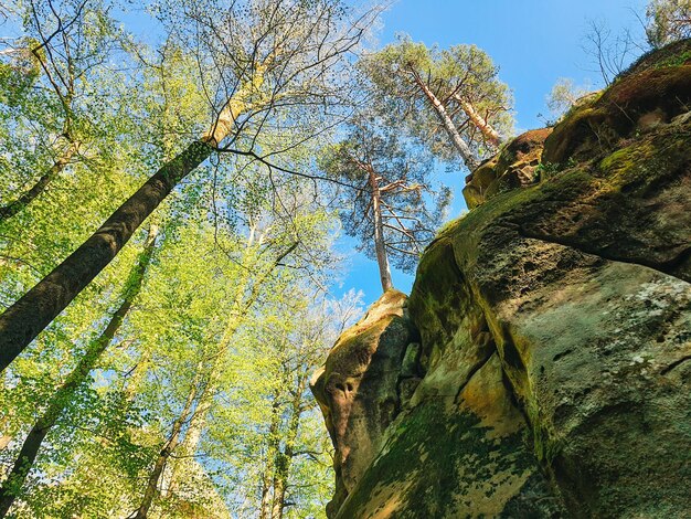 Dovbush rocks Ukraine printemps forêt copie espace