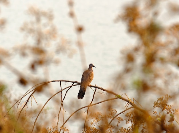 Photo dove tenir sur brance