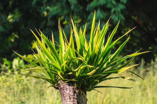 Dracaena arbre