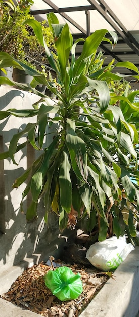 Photo dracaena fragrans vue rapprochée de la plante