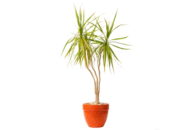 Dracaena marginata ou dragon tree dans un pot isolé sur fond blanc.