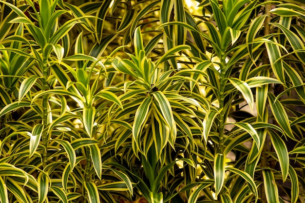 Dracaena Reflexa song of India une plante d'intérieur aux belles feuilles colorées