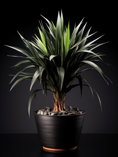 Dracaena Studio Shot isolé sur fond clair IA générative