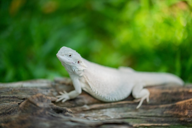 Dragon barbu au sol avec arrière-plan flou