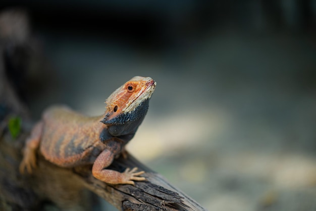 Dragon barbu au sol avec arrière-plan flou