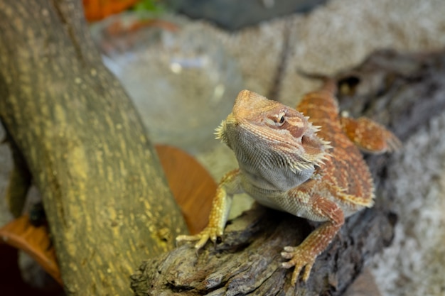 Dragon barbu au sol avec arrière-plan flou