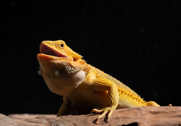 Dragon barbu au sol avec arrière-plan flou