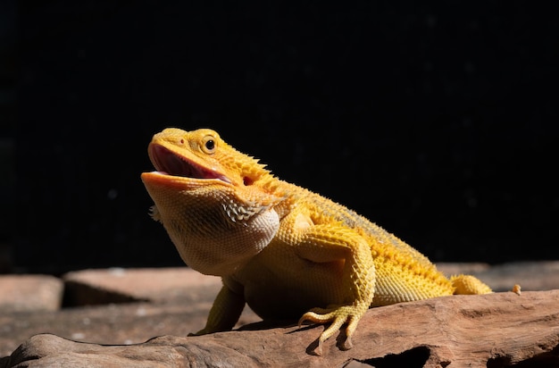 Dragon barbu au sol avec arrière-plan flou