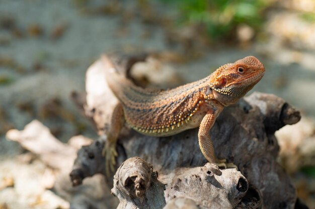 Dragon barbu au sol avec arrière-plan flou