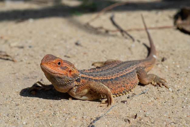 Dragon barbu au sol avec arrière-plan flou