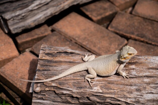 Dragon barbu au sol avec arrière-plan flouxA