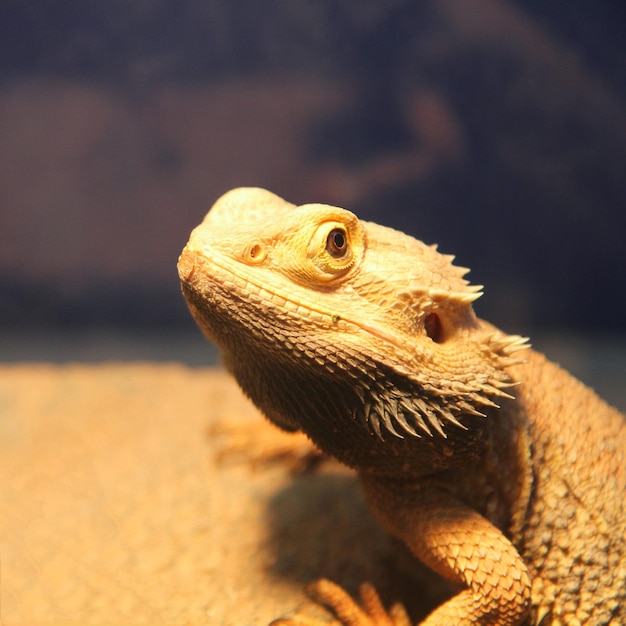 Dragon barbu dans le zoo