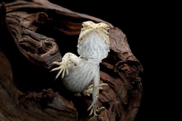 Un dragon barbu est assis sur une branche dans une pièce sombre.