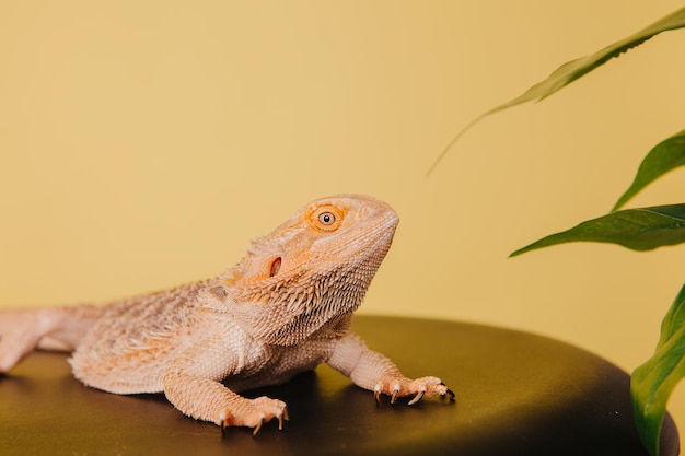 Un dragon barbu est assis sur une chaise en cuir noir à côté d'une plante.