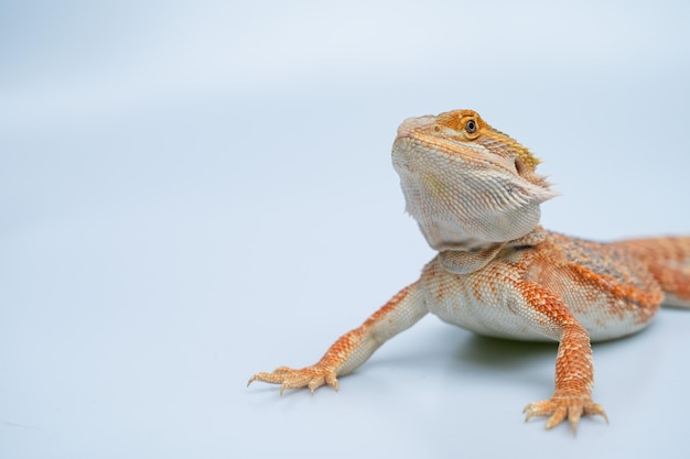 Dragon barbu sur fond blanc