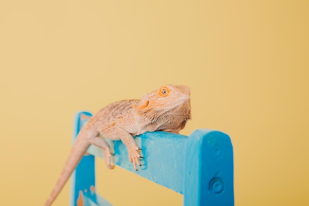 Un dragon barbu sur un lit bleu