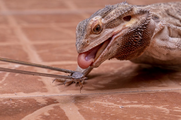 Un dragon barbu mangeant du cricket.