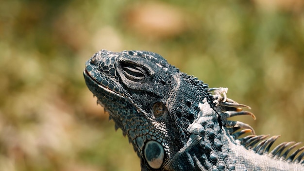 Photo le dragon barbu oriental agama barbu