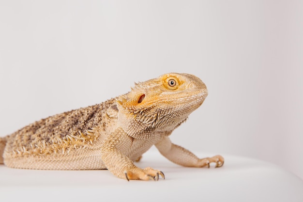 Le dragon barbu oriental dragon barbu ou simplement lézard barbu isolé sur fond blanc