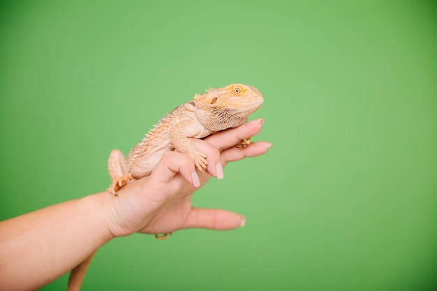 Le dragon barbu oriental dragon barbu ou simplement lézard barbu