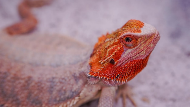 Le dragon barbu (Pogona Vitticeps) est un lézard australien avec gros plan