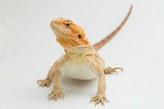 Dragon barbu Pogona vitticeps isolé sur fond blanc