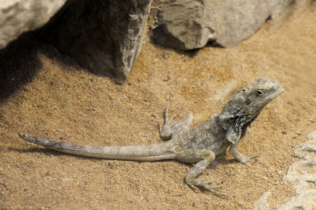 Dragon barbu, Pogona Vitticeps