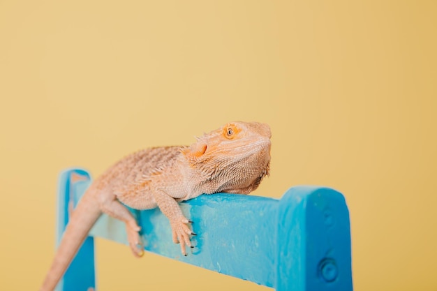 Un dragon barbu repose sur une échelle bleue.