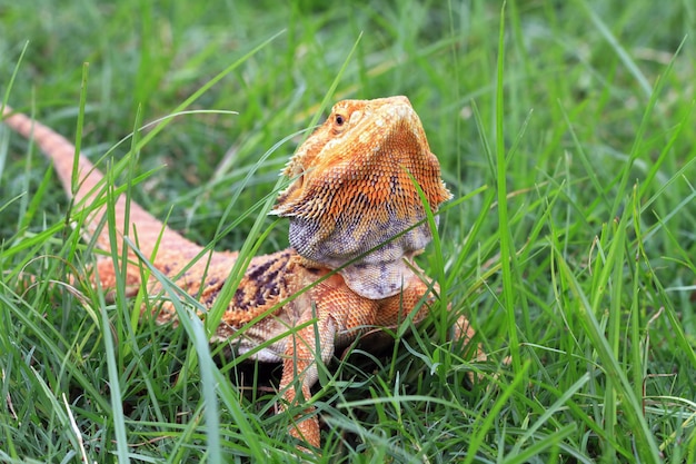 Dragon barbu rouge Het Hypo libre