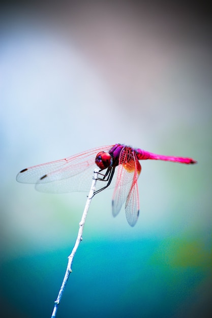 Dragon Fly