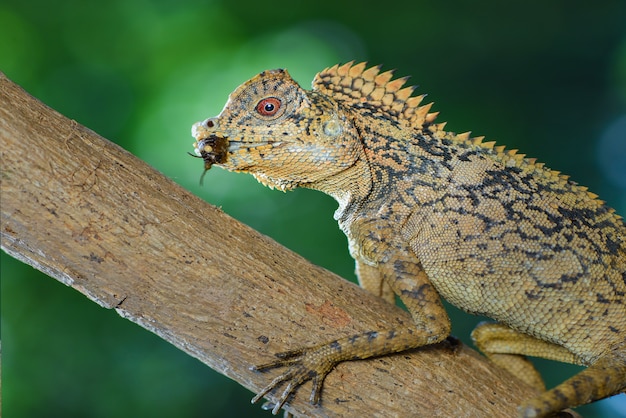 Dragon de la forêt sur une branche de jardin tropical