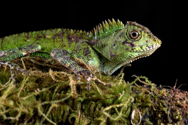 Dragon de la forêt de Sumatra sur fond noir