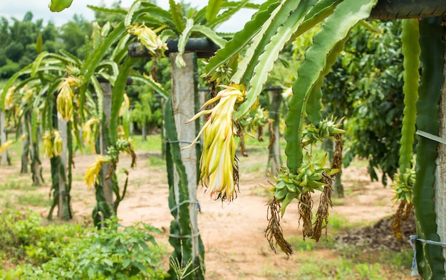 Dragon fruit sur plante dans la ferme